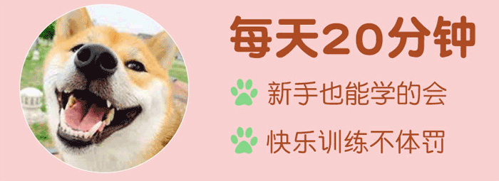 图片[1]-【训狗教程】7天纠正不良行为（共20集）-淘金部落