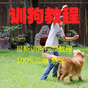 图片[1]-训狗视频教程(高清全集)-淘金部落